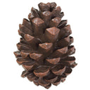 PINE CONE TABLE TOP BR