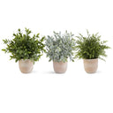 13" Assorted Herbs