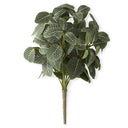 16" Fittonia Bush