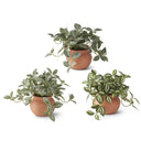 Assorted 6.5 Inch Ceramic Potted Plants