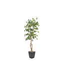 Black Olive Tree in Cardinal Planter 6'
