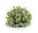 Boxwood Half Orb 7"