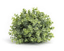 Boxwood Half Orb 9"
