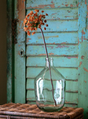 Daucus