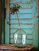 Daucus