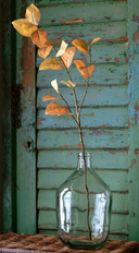 Amber Salal Leaf Stem