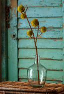 Chestnut Stem Green
