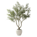 8 Foot Olive Tree In White Pot