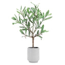POTTED OLIVE LEAF TOPIARY