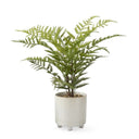 Maiden Hair Fern in Pot