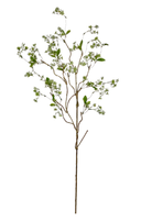 White Flowering Branch