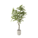 Ficus Tree in White Pot 5'.5"