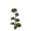 Potted Cloud Cypress Tree