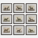 STALLION SKETCHES FRAMED ART-INDIVIDUAL