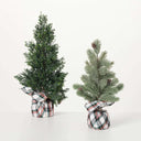 CYPRESS TREE IN GUNNY SACK