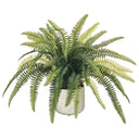 Potted Fern