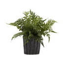 Leather Leaf Fern in Ripple Planter