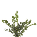 FERN BUSH Stem