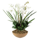 MOTH ORCHID PLANTER