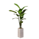 7' Palm Everett Planter