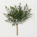 RUSCUS BUSH