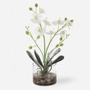 GLORY ORCHID