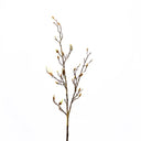Budding Magnolia Branch