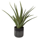 TUCSON ALOE PLANTER