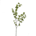 Green Foliage Branch