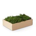 GREEN REINDEER MOSS