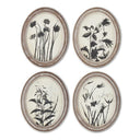 Assorted 13.75 Inch Wood Framed Oval Black & White Botanical Prints