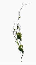 Moss Vine Branch