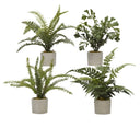 MINI FERNS