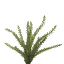 Heather Fern Bush