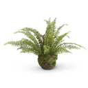 Boston Fern in Moss and Twig Basket
