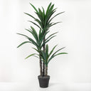 Dracaena Tree