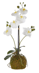 Real Touch White Orchid with Moss Ball