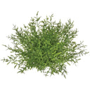 FERN HALF ORB
