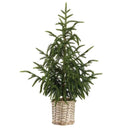 CYPRESS TREE IN BASKET GR