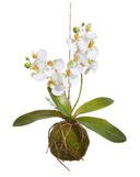 Real Touch White Orchid with Moss Ball 15"