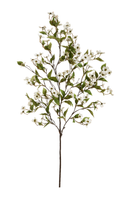 Dogwood and Ivy Branch